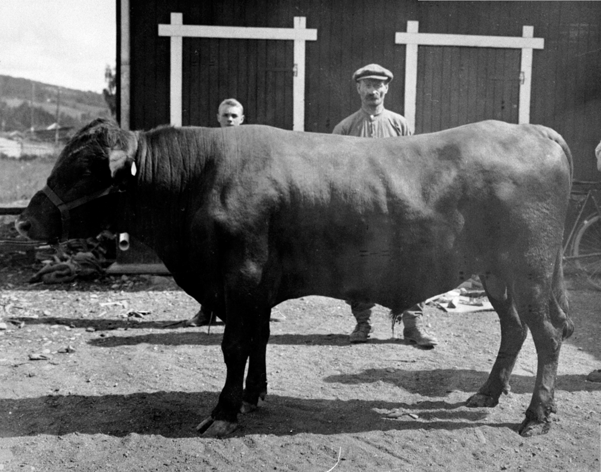 Anno Domkirkeodden, Slakter Erling Bjerke og slaker Jakob Knudsen med stor okse, slakteri i Åsmarkvegen, Moelv.