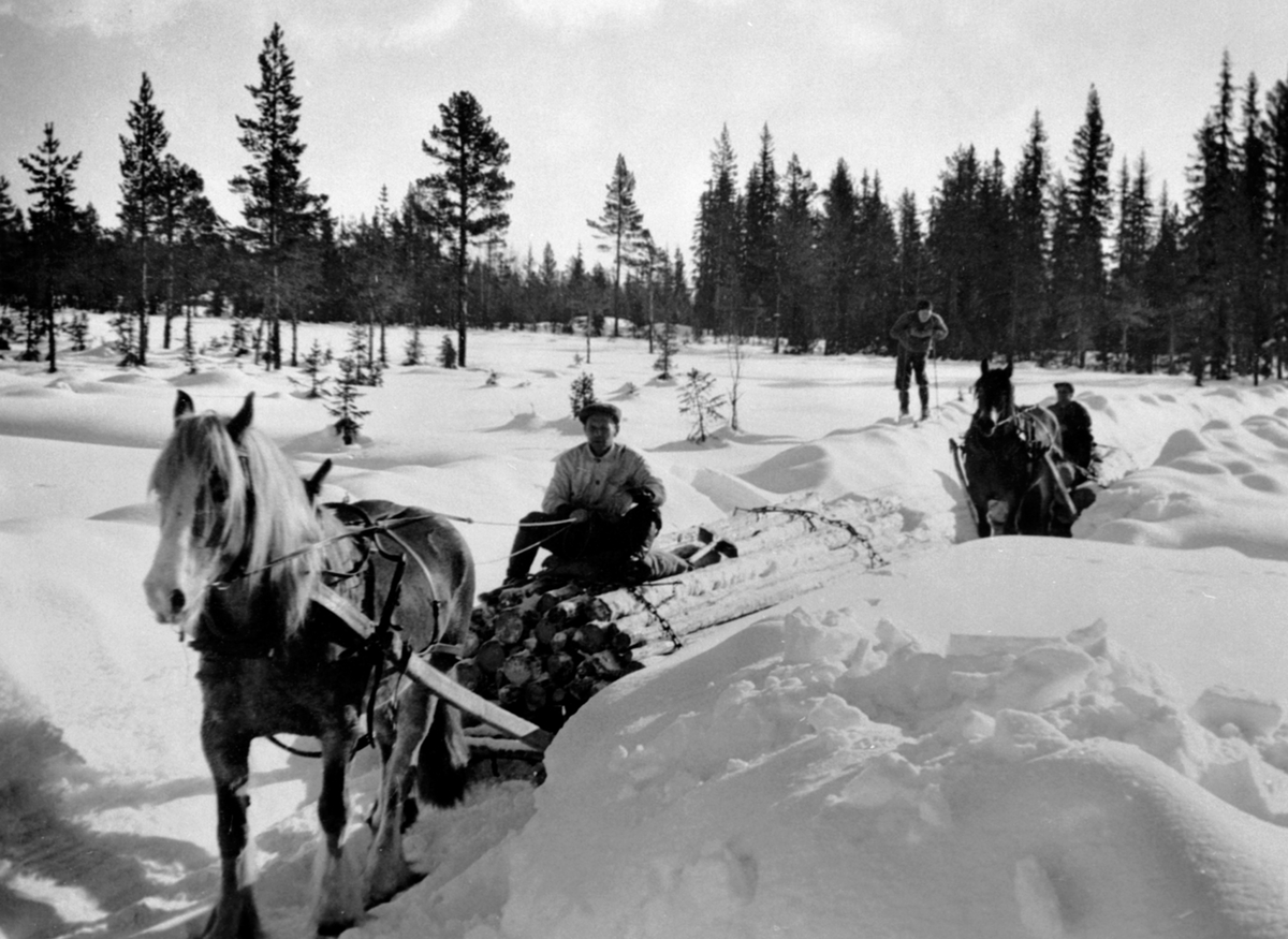 Anno Domkirkeodden, Tømmerkjøring av sliptømmer med hest i Nes Almenning. Den fremste av disse karene er Harald Håkensen, og Syver Bergundhaugen på ski. Den siste er ukjente.