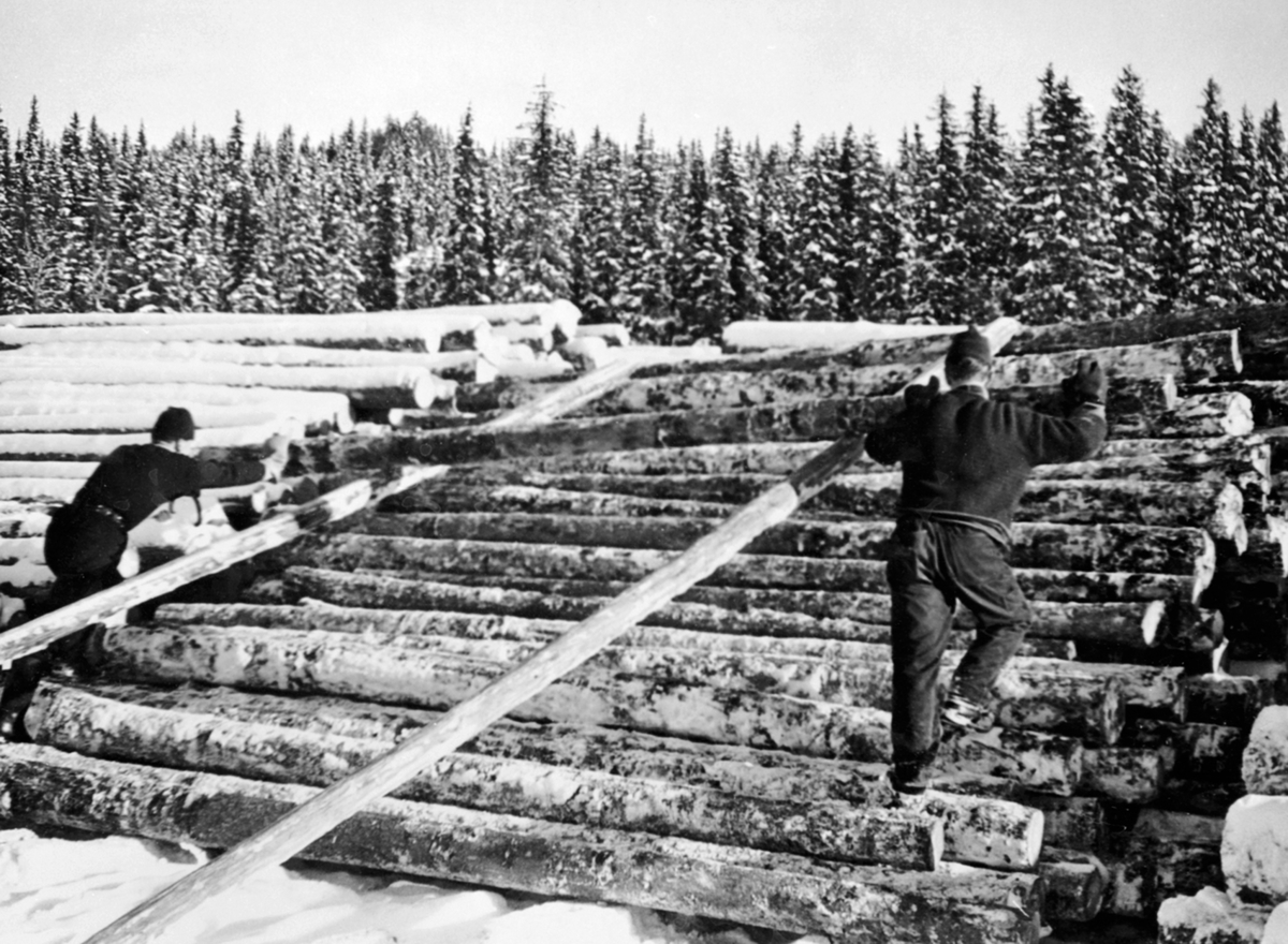 Anno Domkirkeodden, Ole Hagen og Jan Nicolaisen jobber med stabling av tømmer på tømmervelte på Brumund sag i Nes Almenning, Ringsaker.