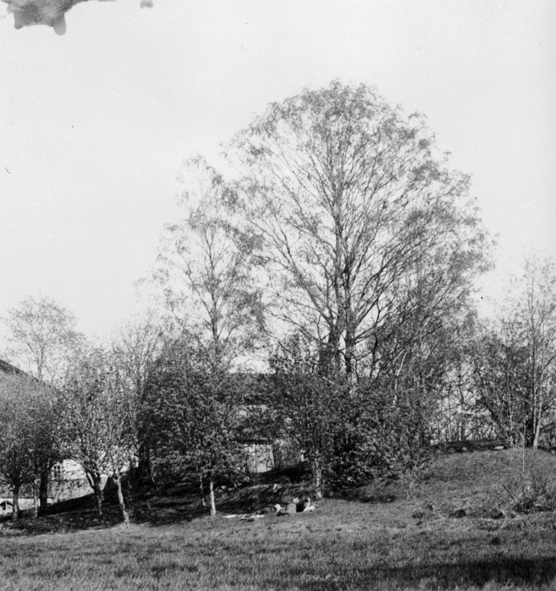 Anno Domkirkeodden, Storbjørka på Berg østre, Veldre, Ringsaker. Bak skimtes hovedbygningen.