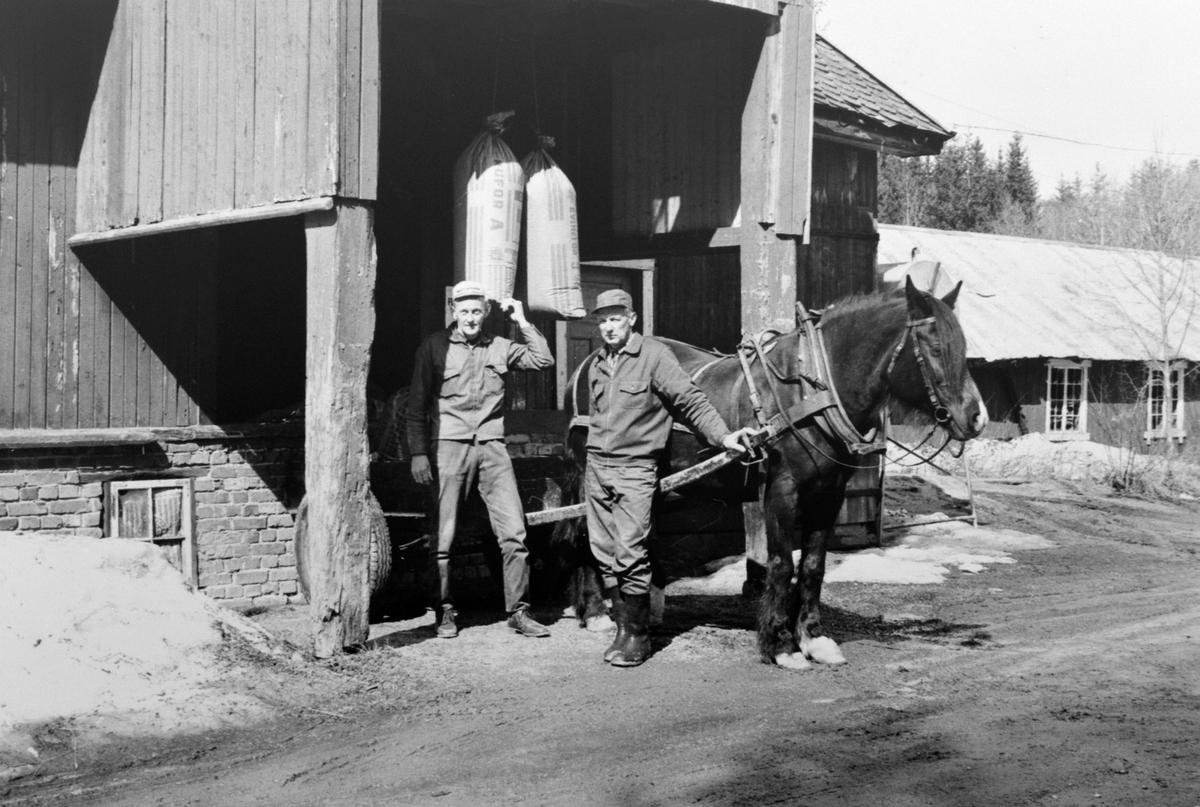 Anno Domkirkeodden, Kornmottak ved sekkeheisen på Kvisla Bruk, mølle, Næroset, Ringsaker. Til venstre Arne Kjellvold, kjørekar Sverre Kristiansen fra Bye på Ring.