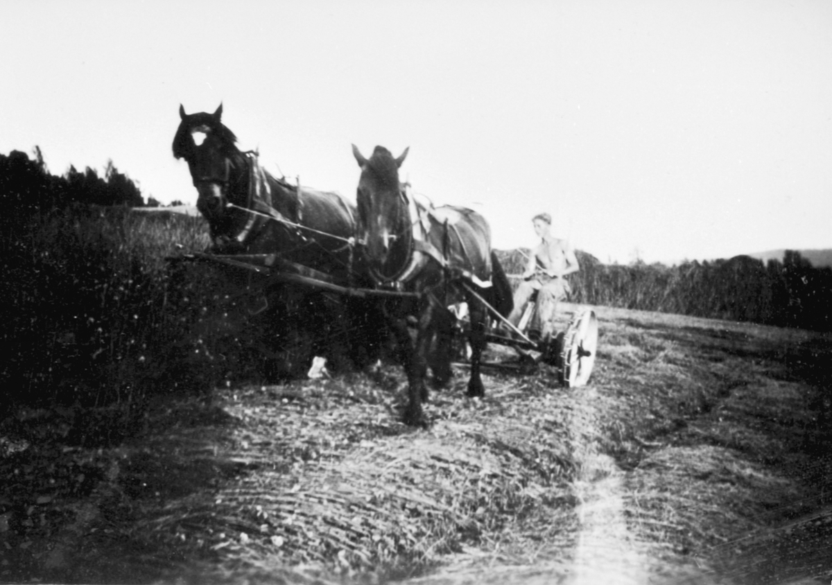 Anno Domkirkeodden, Ivar Ulven med tospann hester og slåmaskin på Bårdseth nedre, Ringsaker.