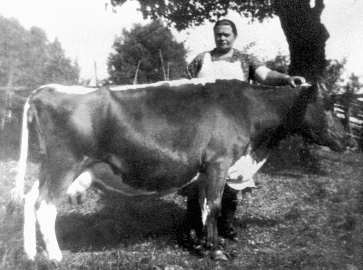 Anno Domkirkeodden, Inga Olsdatter Linnerud (1899-1968) i Linnerud, Gjestvang Nedre, Nes, Hedmark med ku.