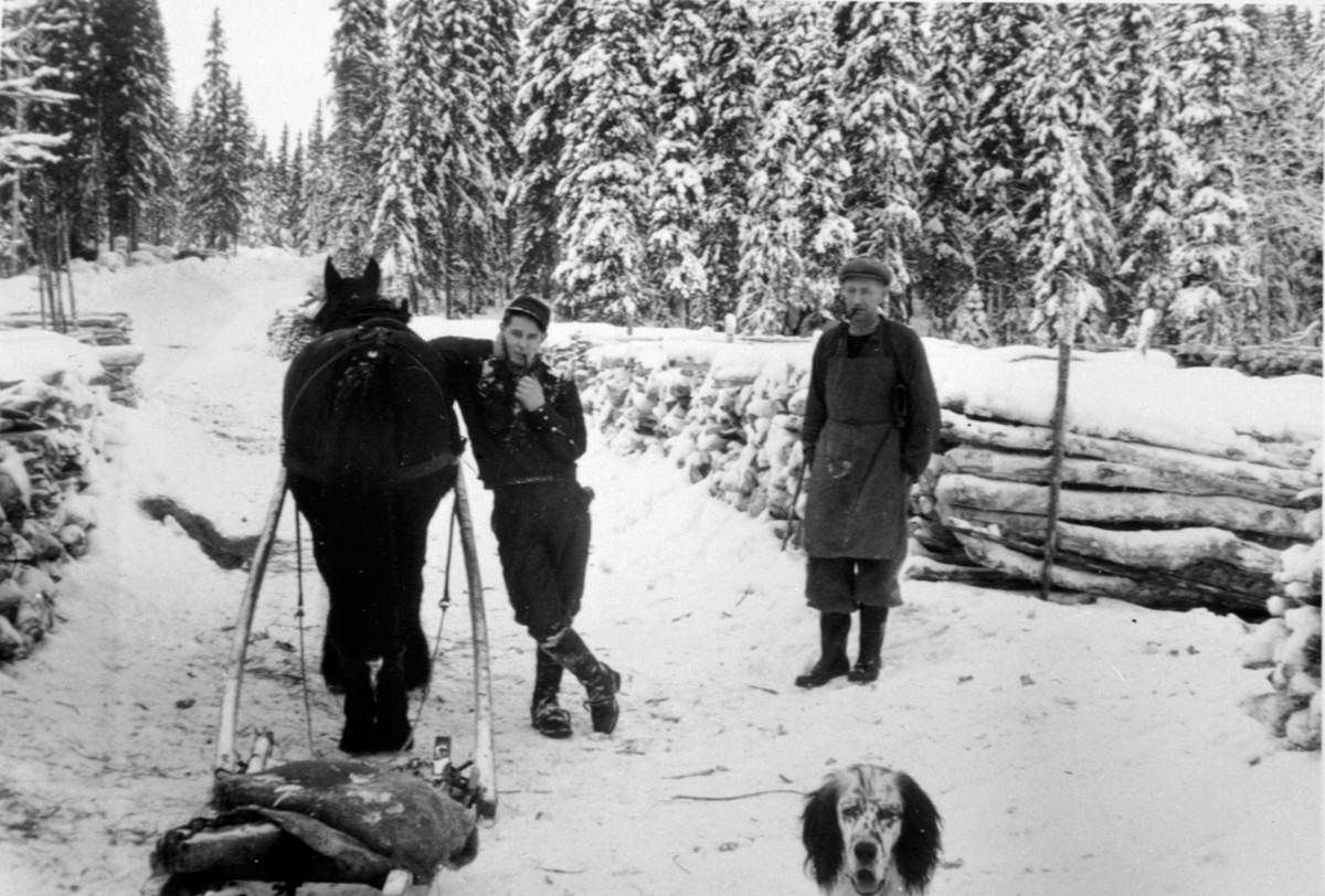 Anno Domkirkeodden, Vedkjøring med hest og slede. Saggvegen i Ringsaker Almenning. To menn med pipe. Hund.