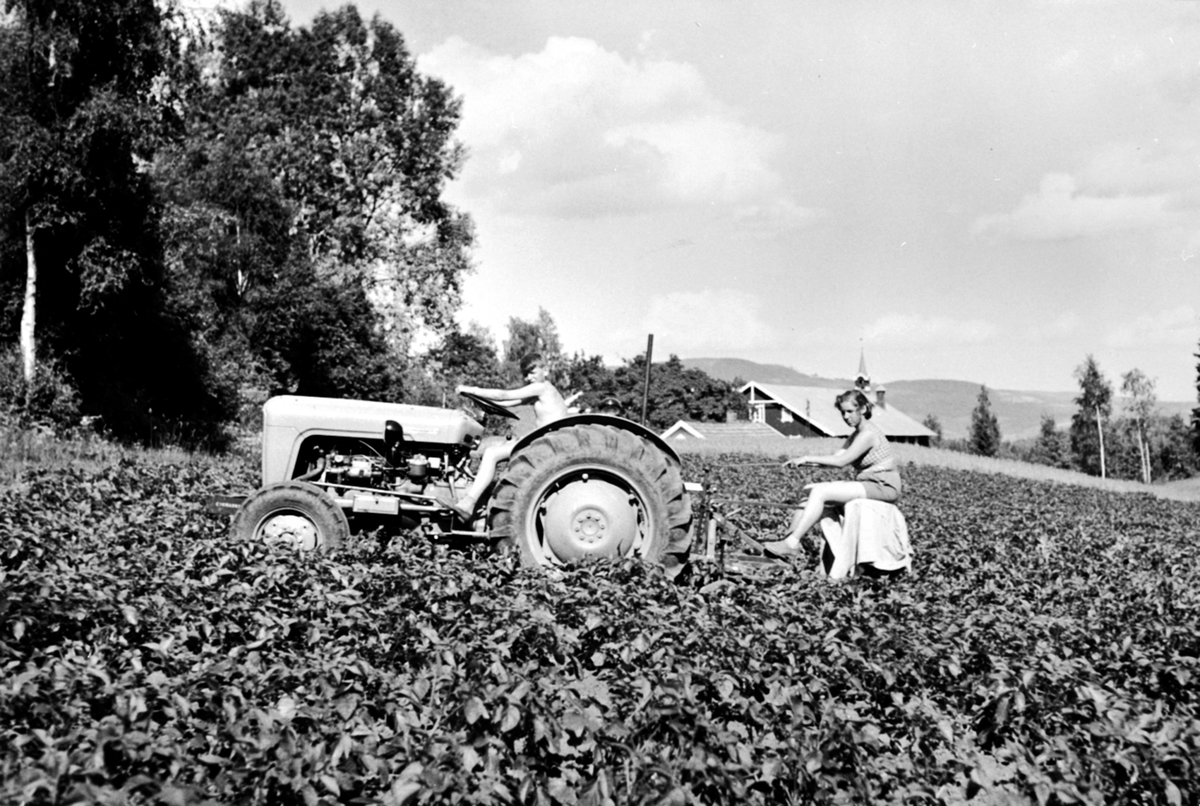 Anno Domkirkeodden, Hypping av poteter i åkeren på Røhrsveen, Ringsaker. Kjell Røhrsveen på traktor, Astrid Røhrsveen bak.