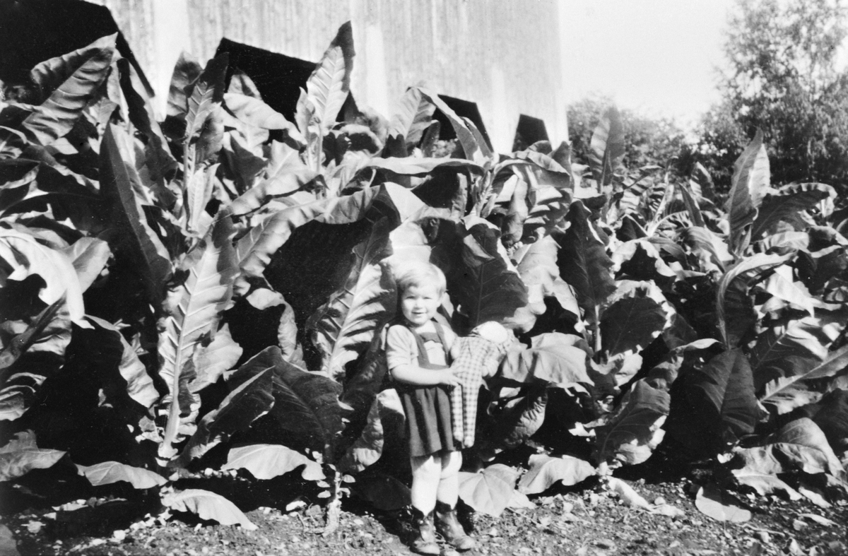 Anno Domkirkeodden, Tobakkplanter, tobakkdyrking under krigen 1940-45, Astrid Røhrsveen med dukke. Røhrsveen, Ringsaker.