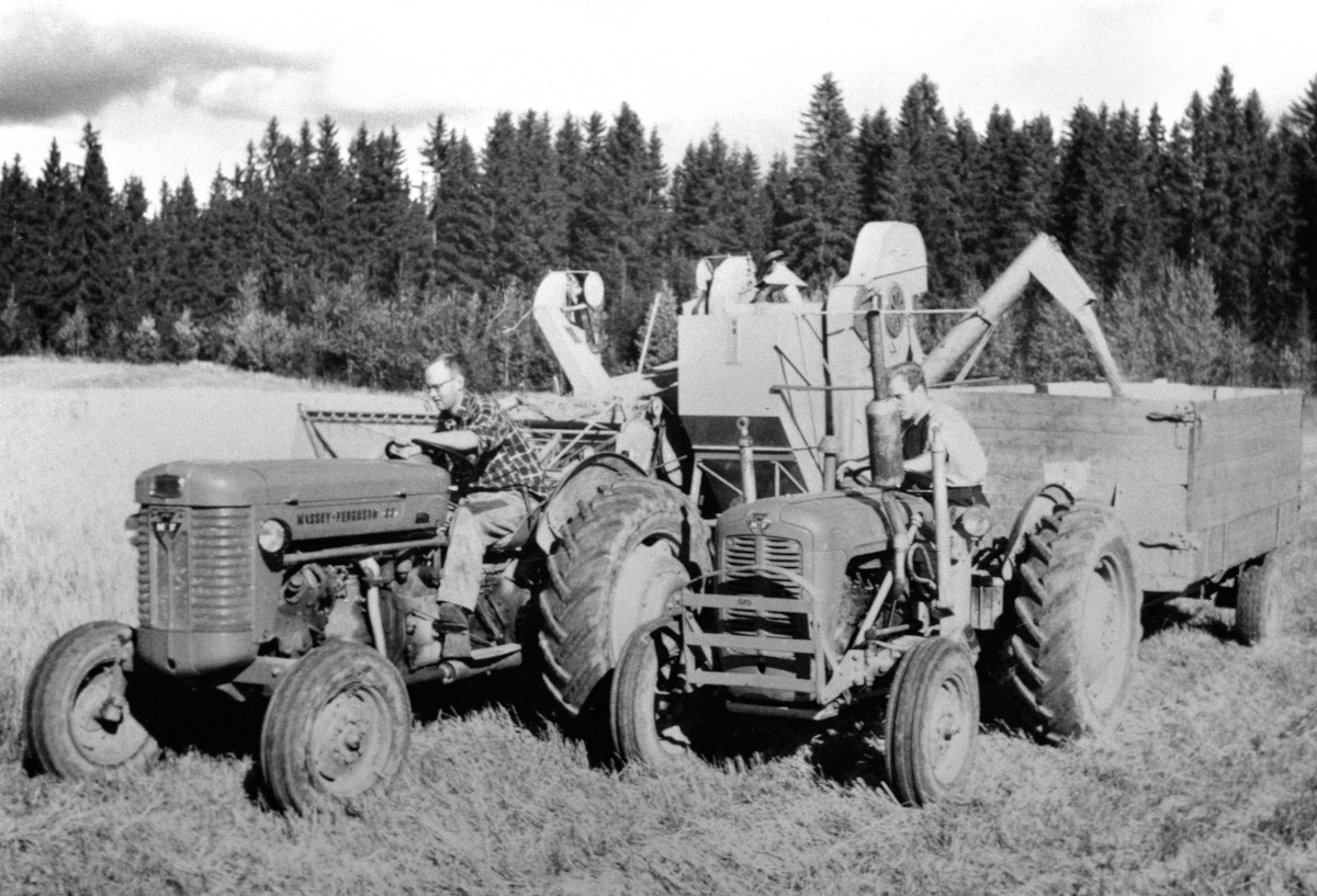 Anno Domkirkeodden, Skuronn på Holo midtre, Ringsaker. Massey Ferguson 65 med en Dronningborg slepetresker over tilhenger bak en Massey Ferguson 35 (Gråtass).