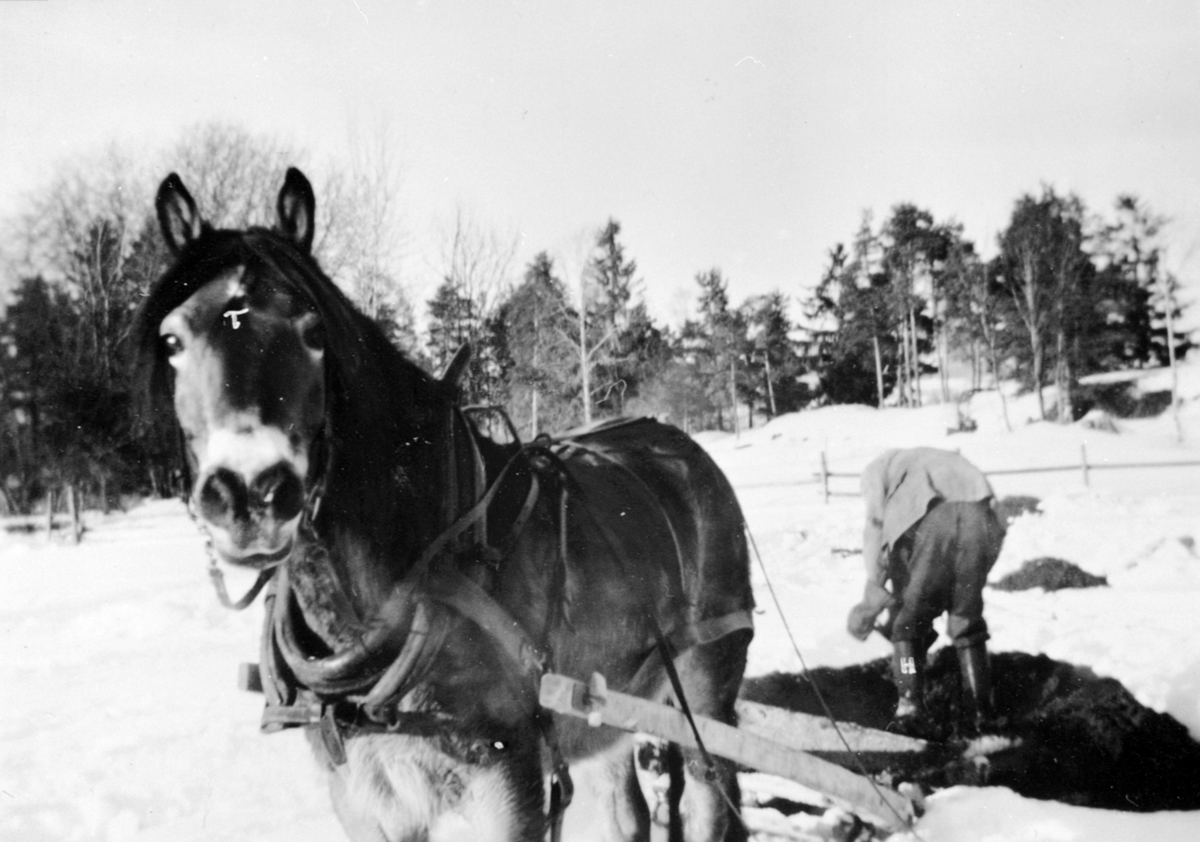 Anno Domkirkeodden, Møkkjøring med hest og møkkbrett på snø. Mo gård, Moelv, Ringsaker.