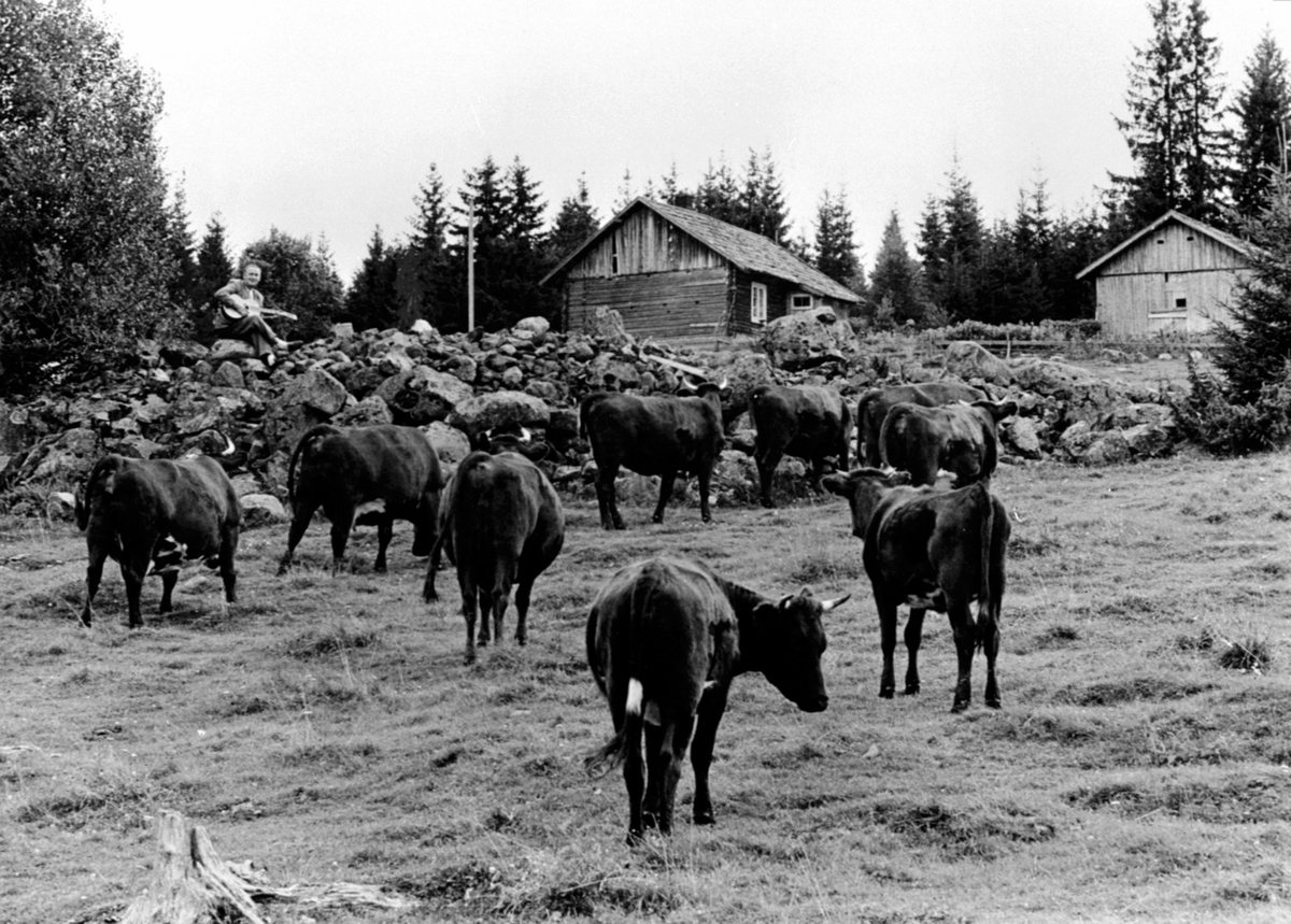 Anno Domkirkeodden, Alf Prøysen med gitar, steinrøysa neri bakken, Prøysenstua, Rudshøgda, Ringsaker. Kuer i forgrunn.