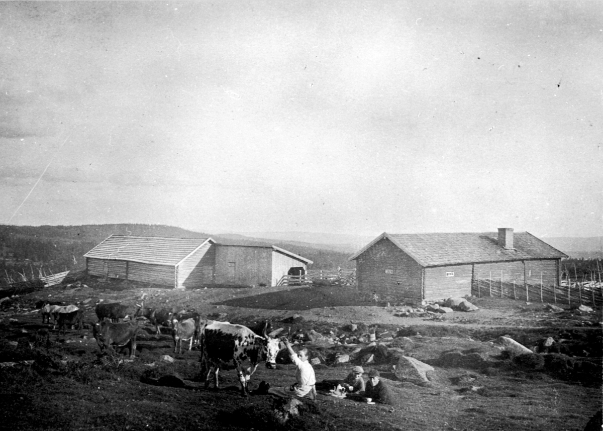 Anno Domkirkeodden, Eksteriør. Seter. Heramb sin seter på Moste i Ringsakerfjellet. Kuer og folk på setervangen.