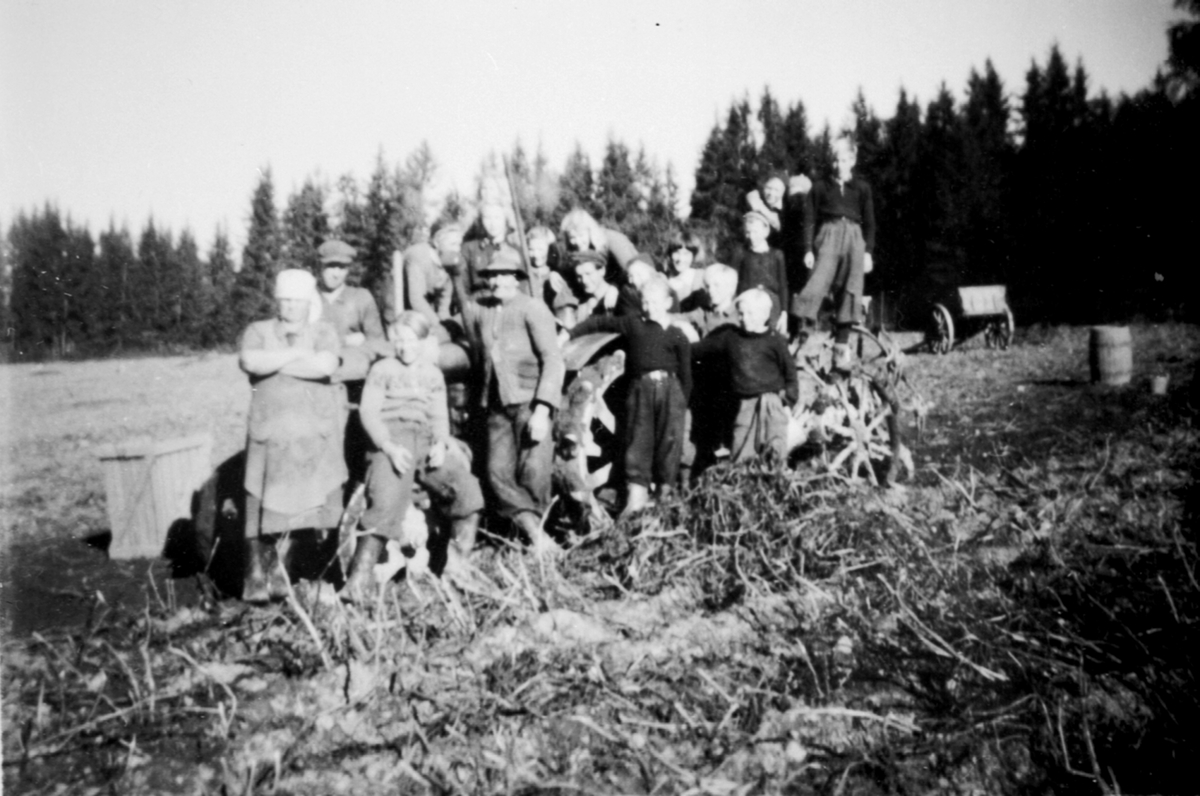 Anno Domkirkeodden, Potetopptaging ved Hjelmstad gård, Ringsaker. Potetplukkere rundt traktor. Traktorfører er Helmer Olsen. Fra venstre er Ole Nordengen, Einar Larsen, Even Stubbom med hatt.