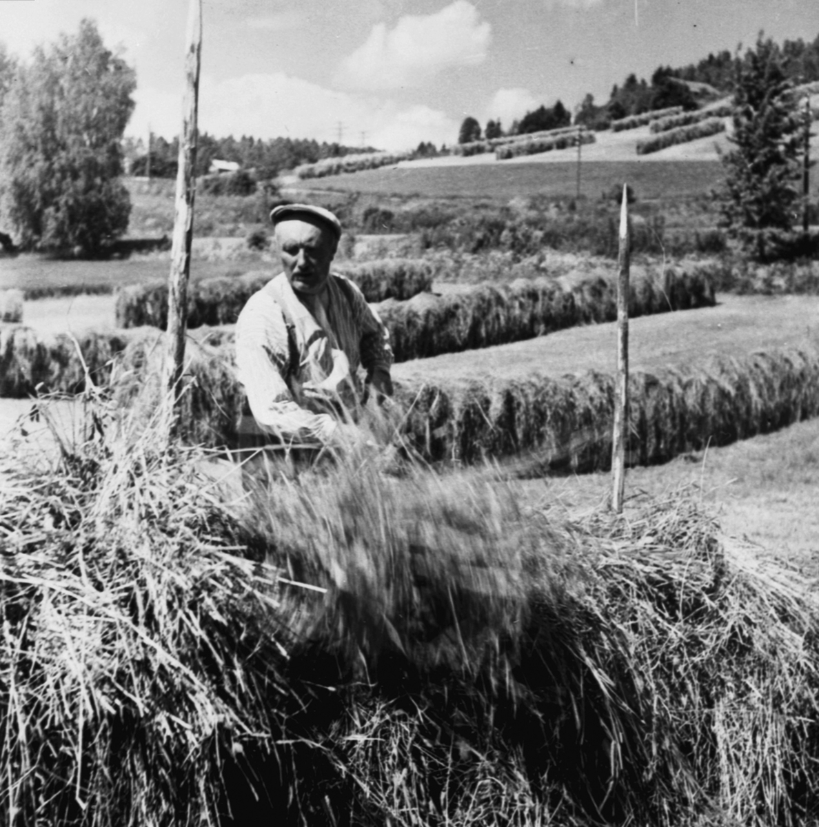 Anno Domkirkeodden, Høyonn, Sigurd Simensen hesjer høy på Tande gård, Ringsaker.