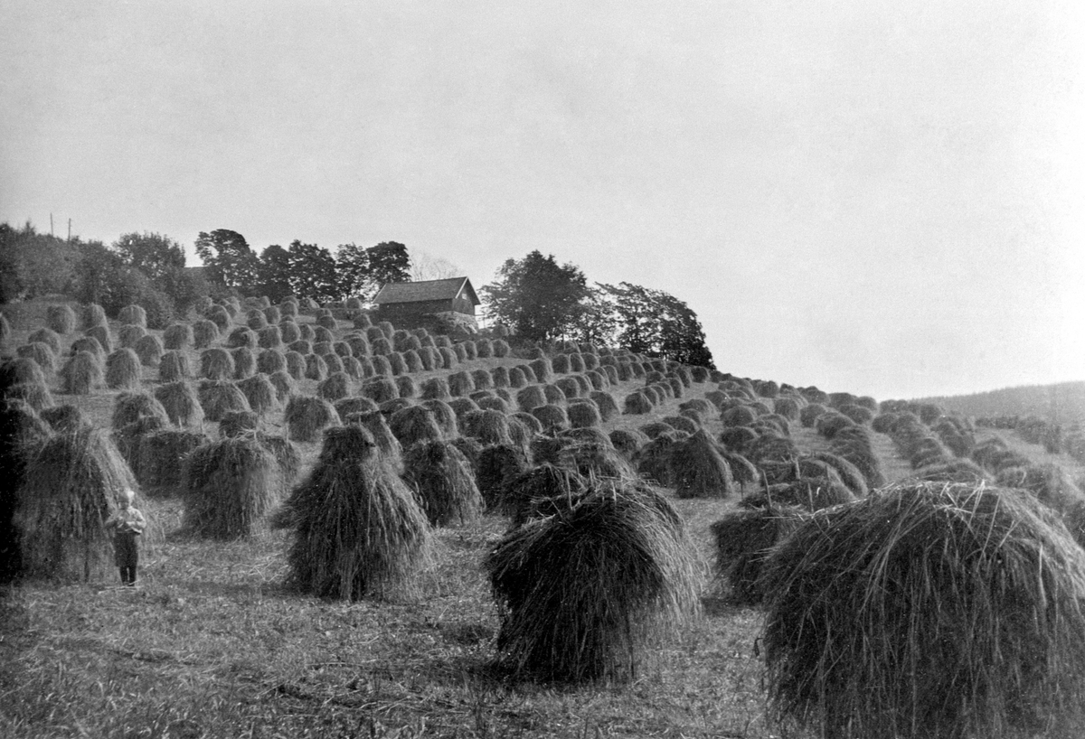 Anno Domkirkeodden, Skuronn på Tande gård, Ringsaker. Kornsnes til tørk. Potetbu i bakgrunnen. Potetbua ble revet i 1987.