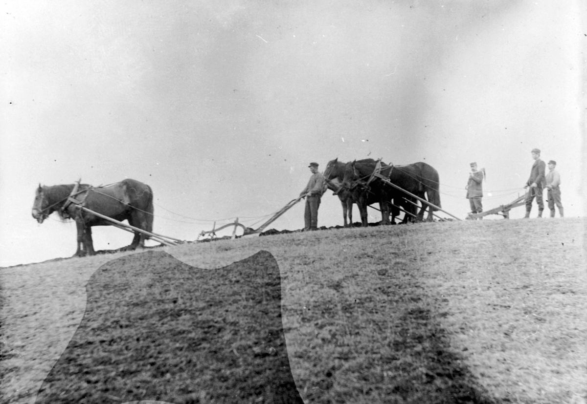 Anno Domkirkeodden, Våronn på Ulven, Ringsaker. Tospann hester med plog. Kjørekarer.