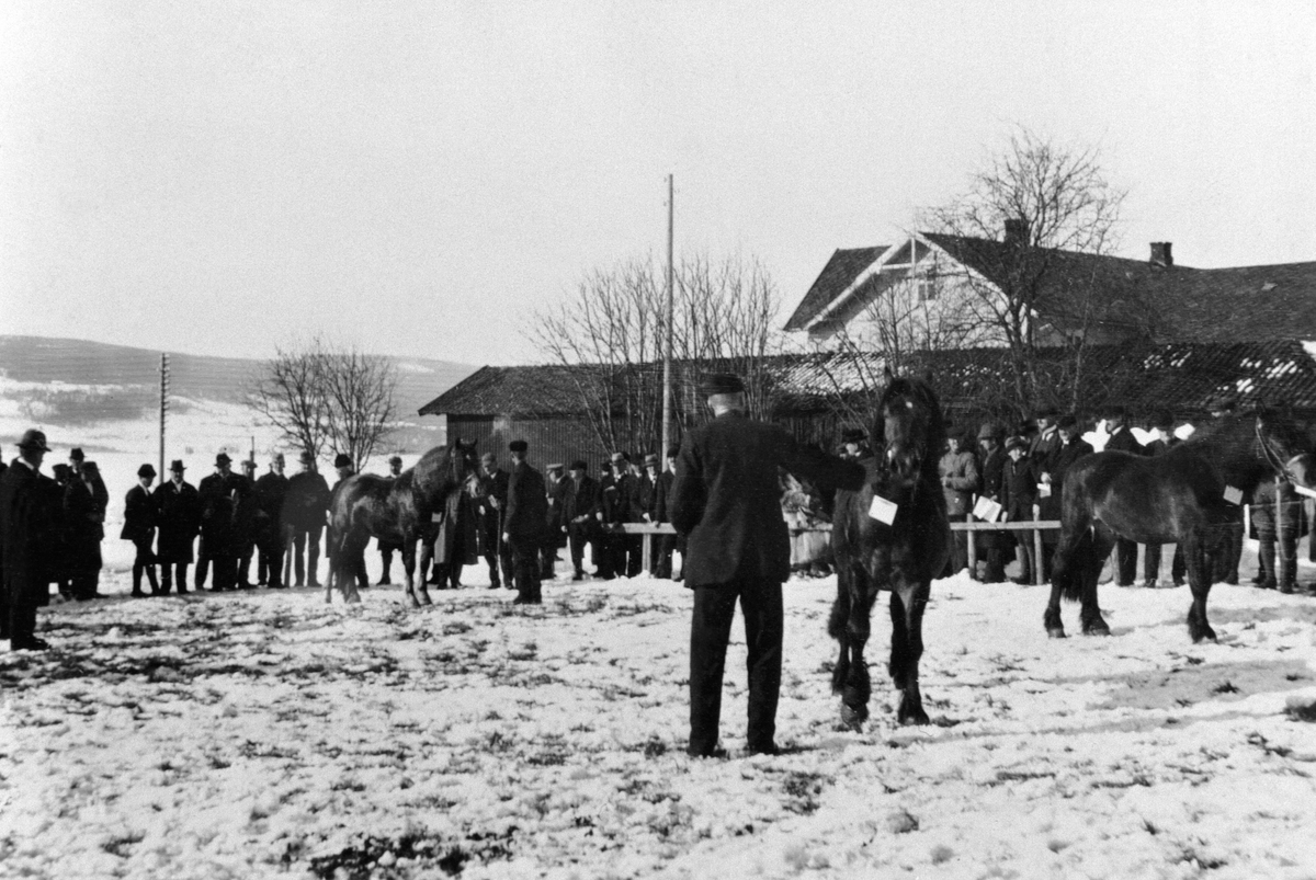 Anno Domkirkeodden, Hesteutstilling ved gamle Tingvang, Ringsaker. Mye folk. Vinter.