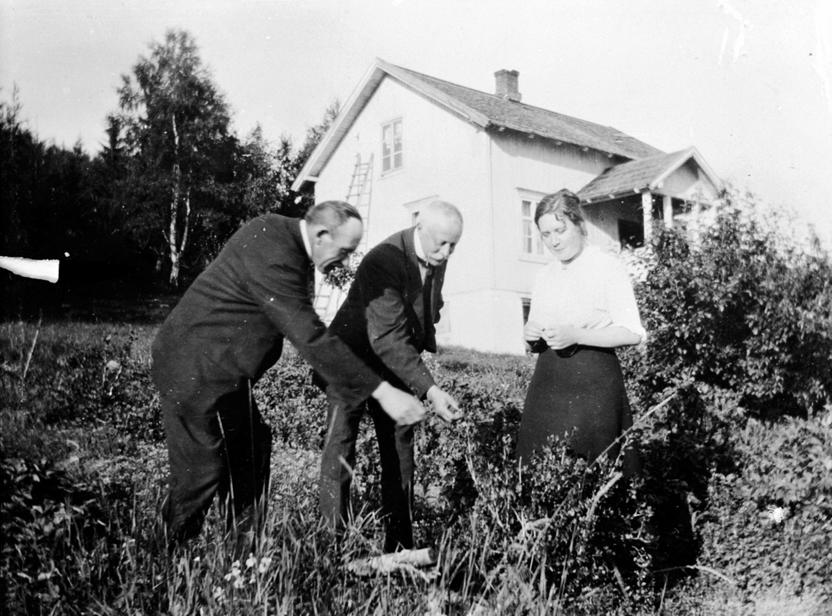 Anno Domkirkeodden, Smaker på bæra fra hagen i Pinkerud, Helgøya. Fra venstre er Nils Damm, Frants Sølvsberg, Kristine Damm.