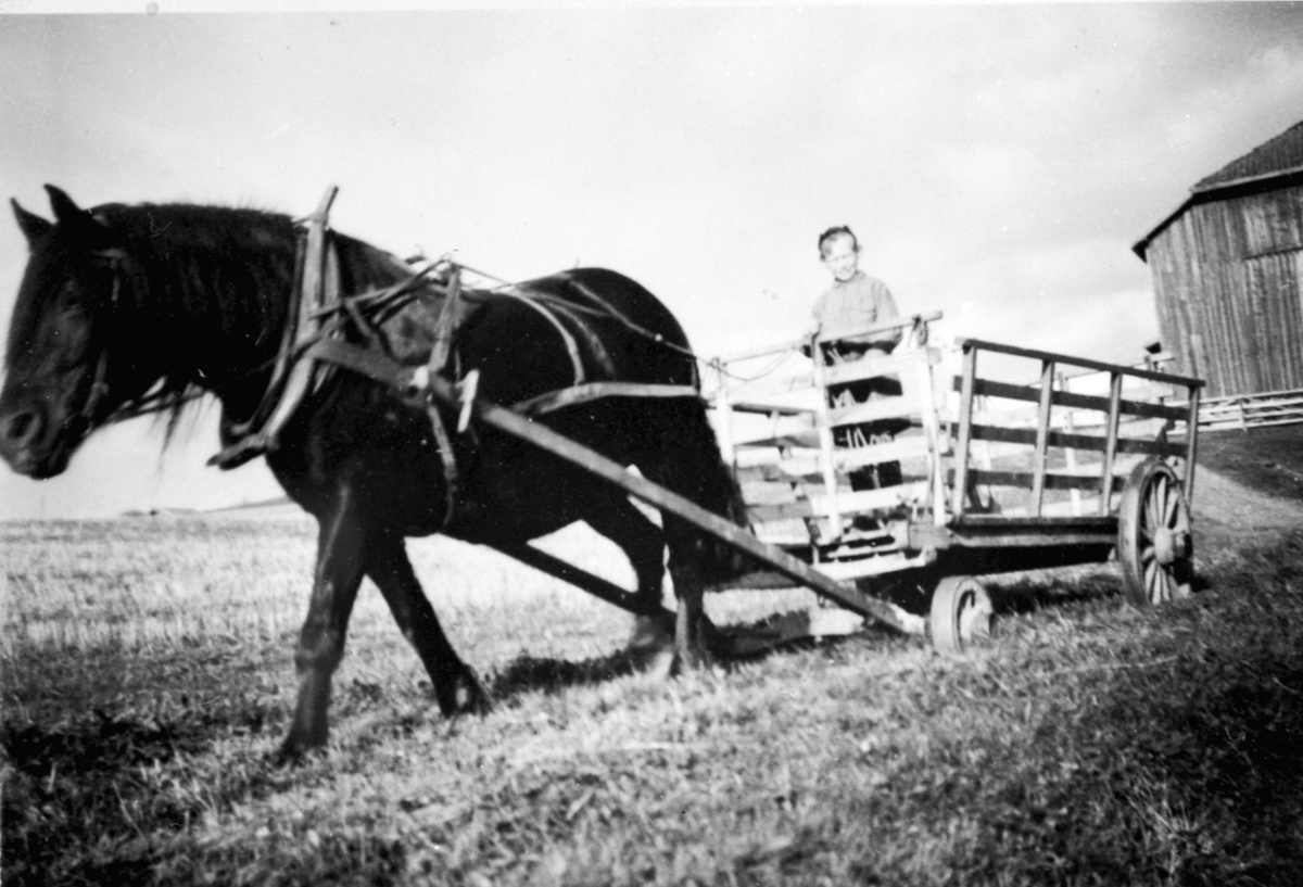 Anno Domkirkeodden, Halvor Amb f.1937 med hesten "Dokka" og høyvogn på Kinnli lille, Ringsaker. Kusking var småguttarbeid.