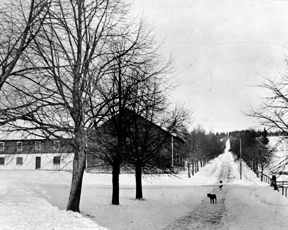 Anno Domkirkeodden, Gardsvegen mot hovedvegen med lindealle på Hoel gård, Nes, Hedmark.