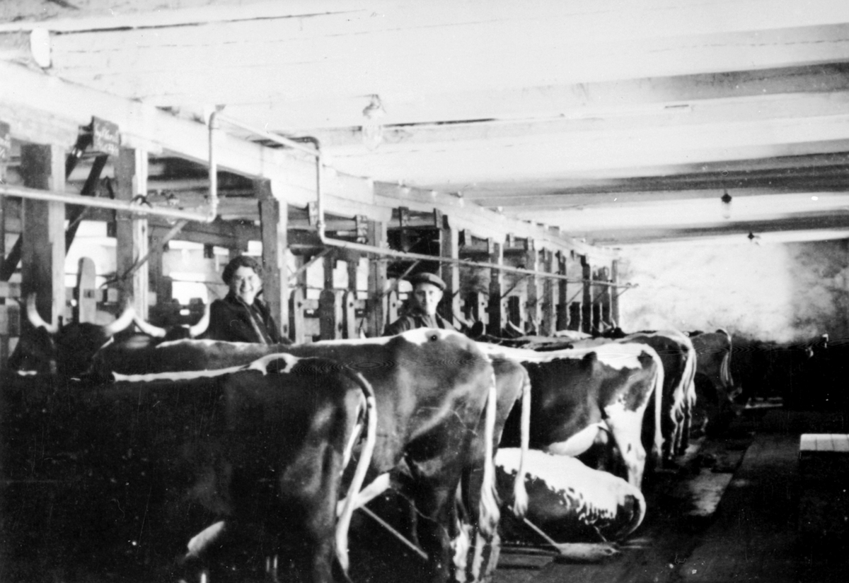 Anno Domkirkeodden, Interiør fra fjøset på Mellom-Kise, Nes, Hedmark. Kuer på bås. Anna Marie Haugen (1910-1992) og sveiser Sigurd Hovland mellom kuene.