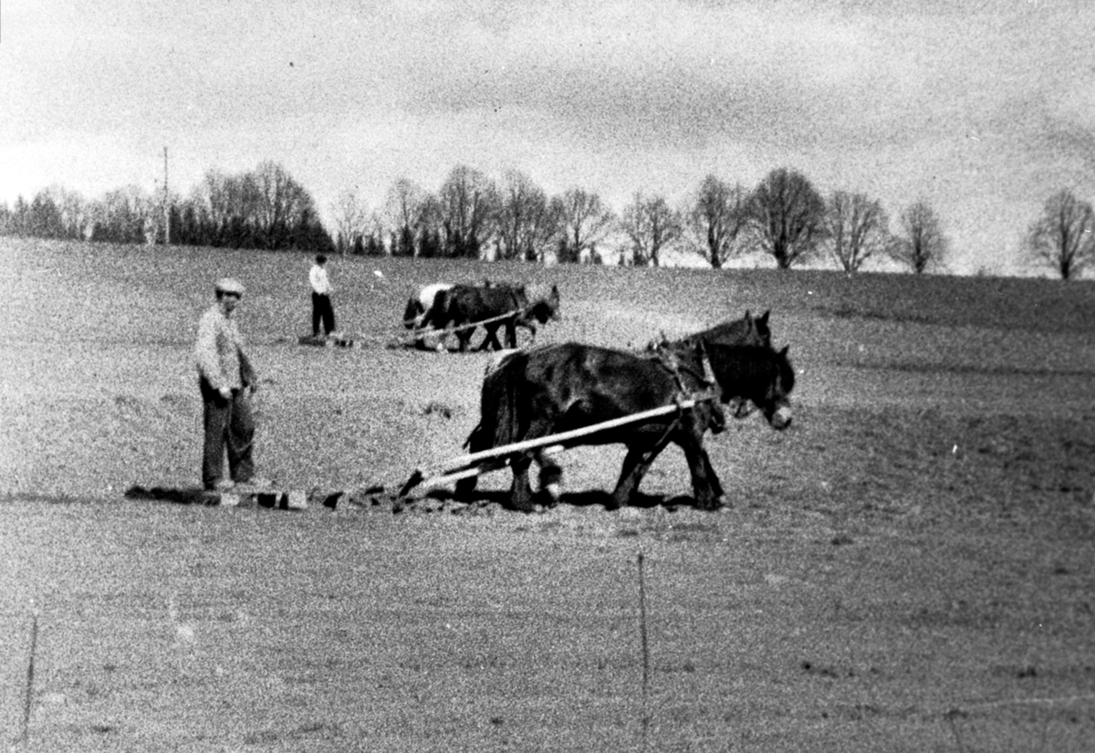 Anno Domkirkeodden, Våronn på Hoel gård, Nes, Hedmark. Slådding med hester.
