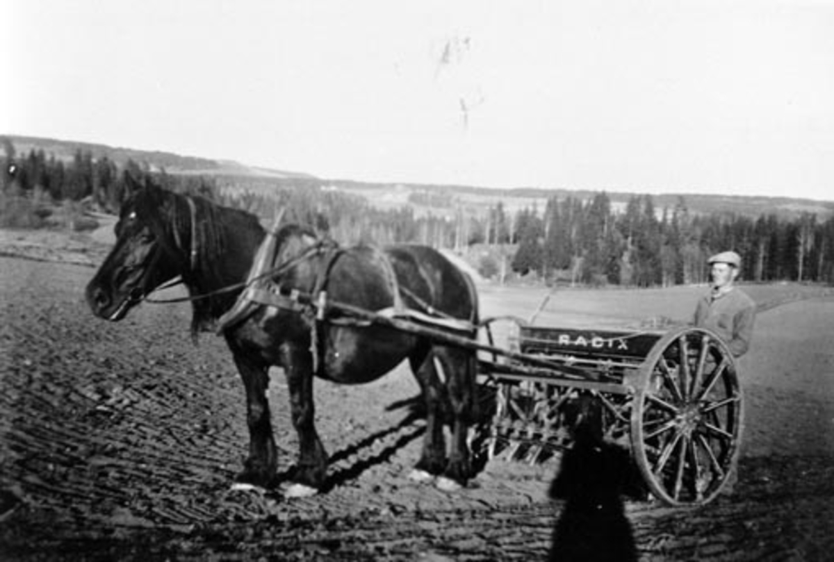 Anno Domkirkeodden, Våronn på Hilstad øvre, Stavsjø, Hedmark. Sverre Frisli sår med såmaskinen Radix, med hesten Britt.