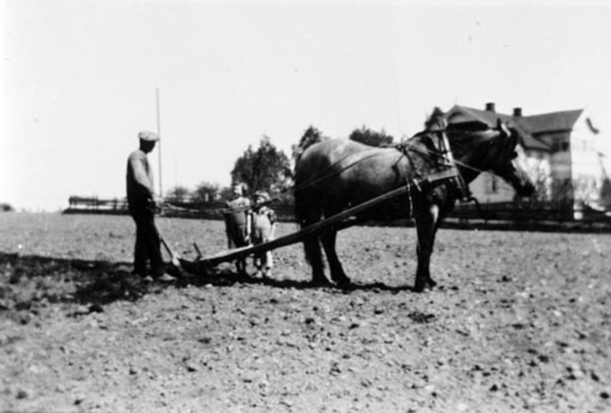 Anno Domkirkeodden, Våronn på Hove nedre. Halvor Hovie pløyer/arder med hest. Døtrene Randi og Astrid ser på. Hovedbygning i bakgrunnen.