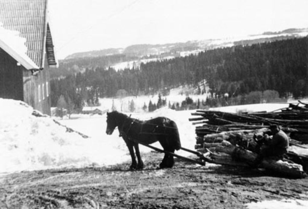 Anno Domkirkeodden, Vedkjøring med hest og stutting på Biskoplien øvre, Stavsjø, Hedmark. Gunnar Bertolf Lien (1915-1983) kjører.