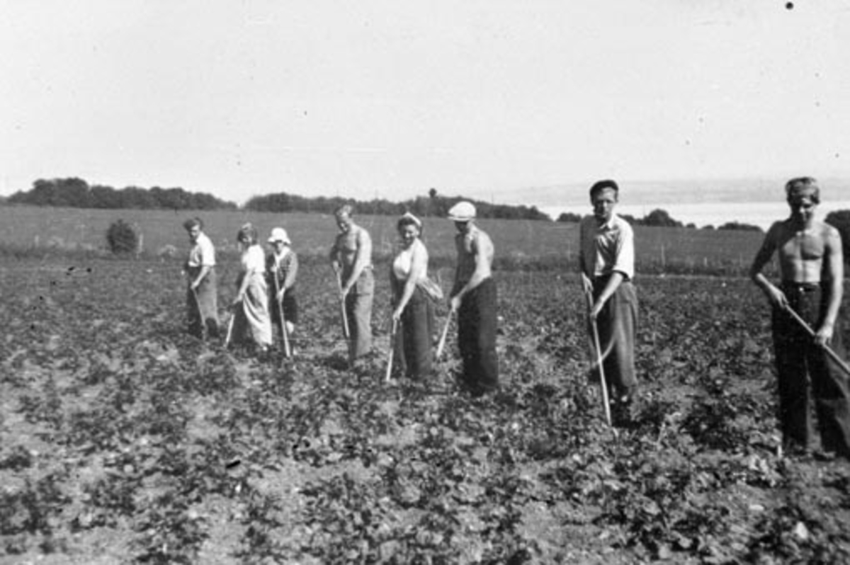 Anno Domkirkeodden, Gruppe menn og kvinner rensker poteter på Balstadjordet, Hoelstad, Nes, Hedmark. Hans Jørgen Boye (1927-1992) til høyre.