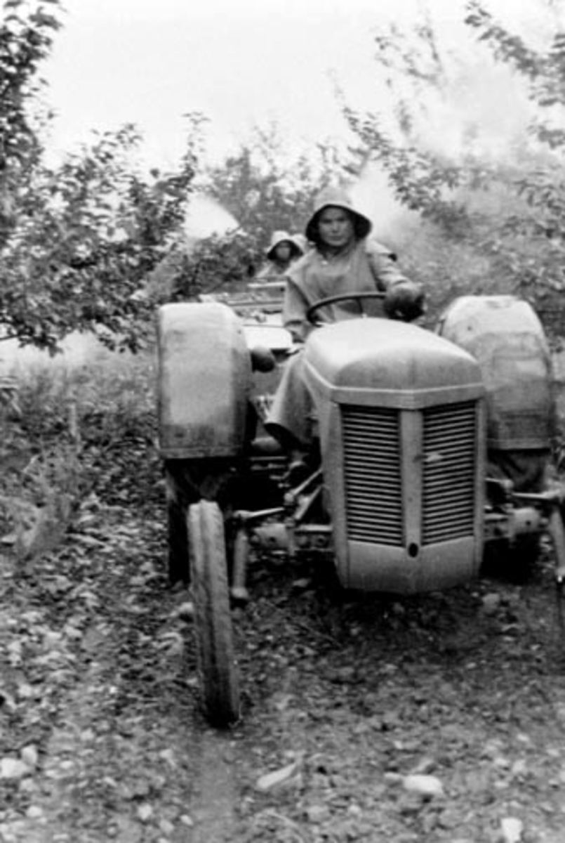 Anno Domkirkeodden, Sprøyting av epletrær i frukthagen på Aske nordre, Nes, Hedmark. 2 mann i arbeid med traktor og sprøyte.