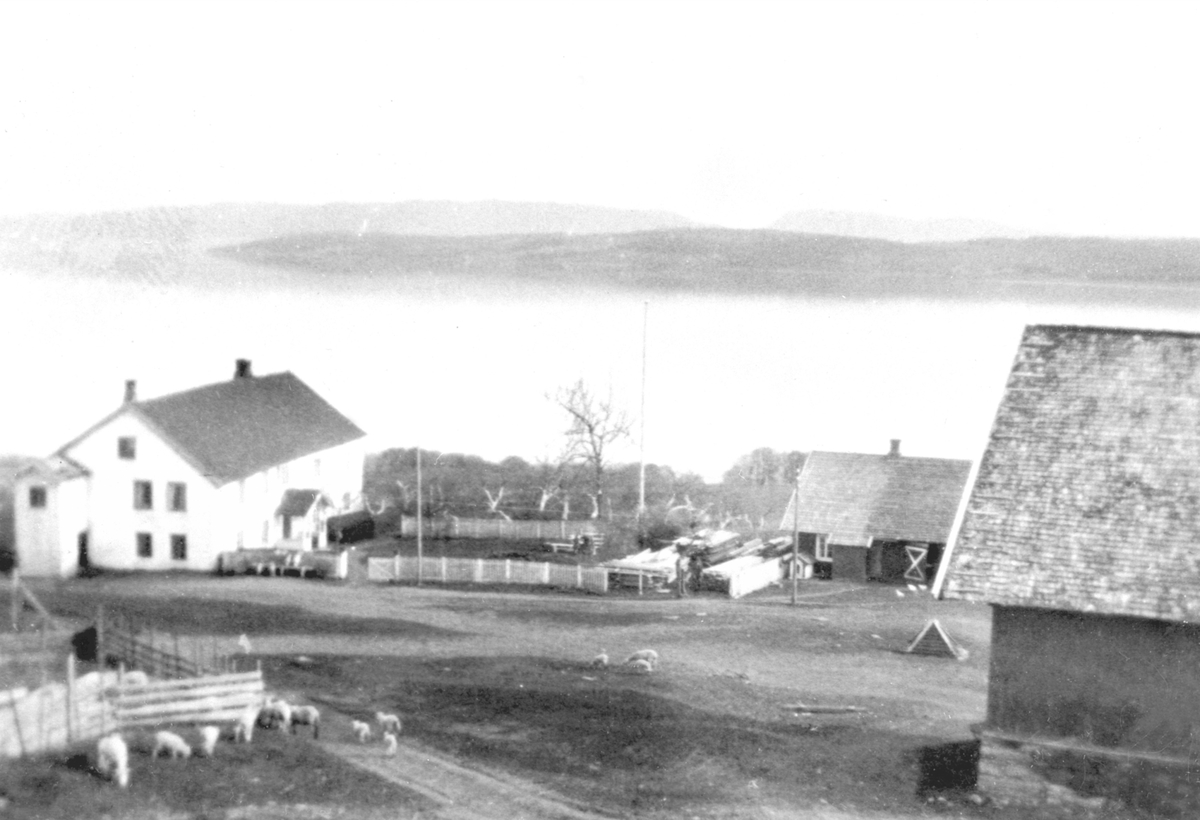 Anno Domkirkeodden, Eksteriør gardsbruk. Gardstunet på Sterud østre, Nes, Hedmark med sauer på tunet.