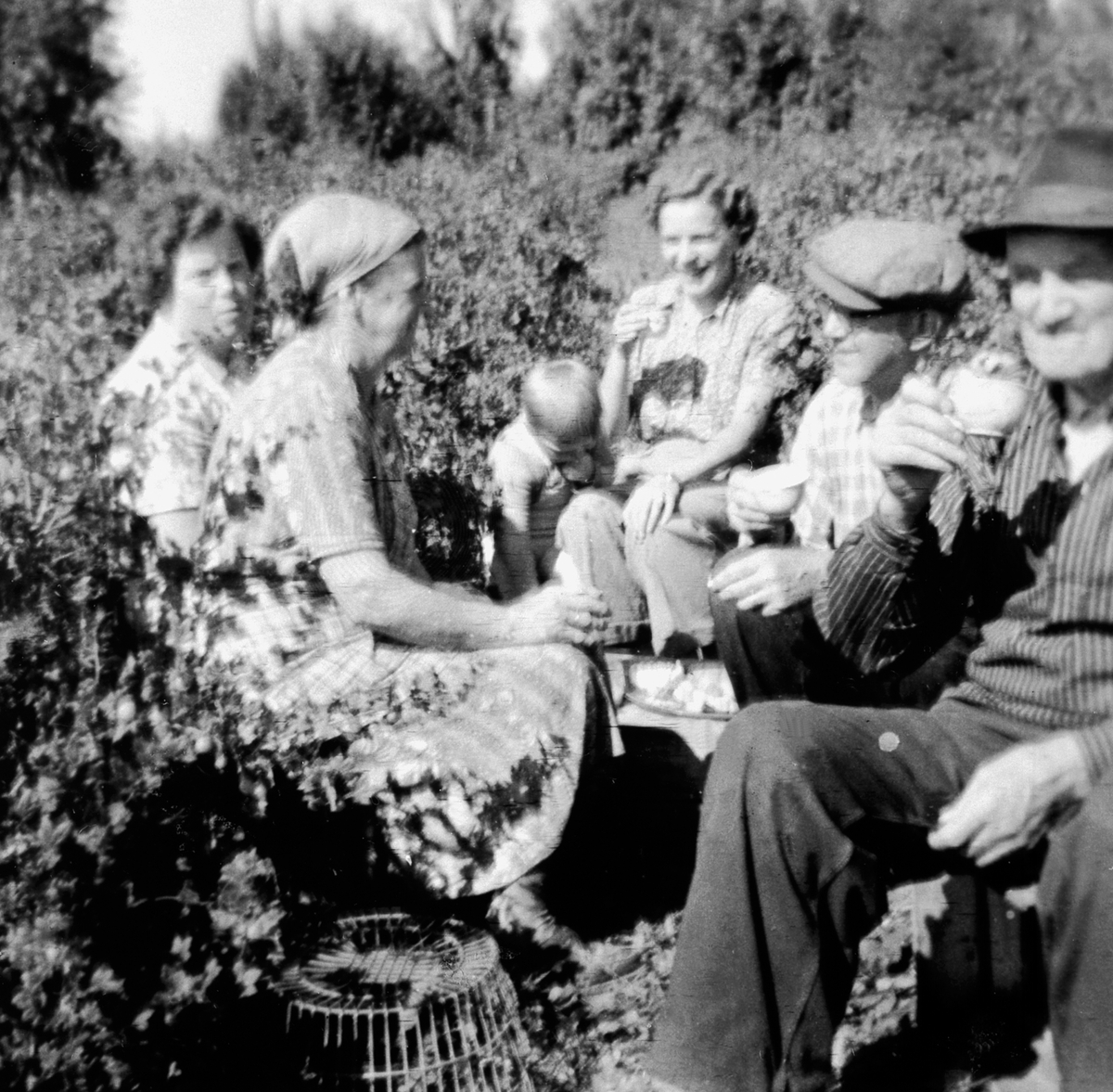 Anno Domkirkeodden, Kaffepause blant solbærbusker. Ingeborg Bergersen og Einar Bergersen med flere. Dæhli nordre, Nes, Hedmark.