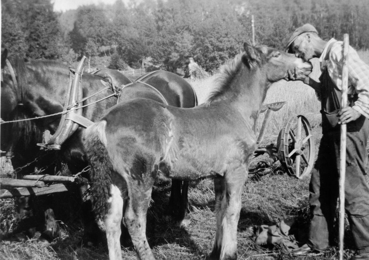 Anno Domkirkeodden, Hest med føll. Anders Pedersen Askehagen (1879-1963), Stavsjø.