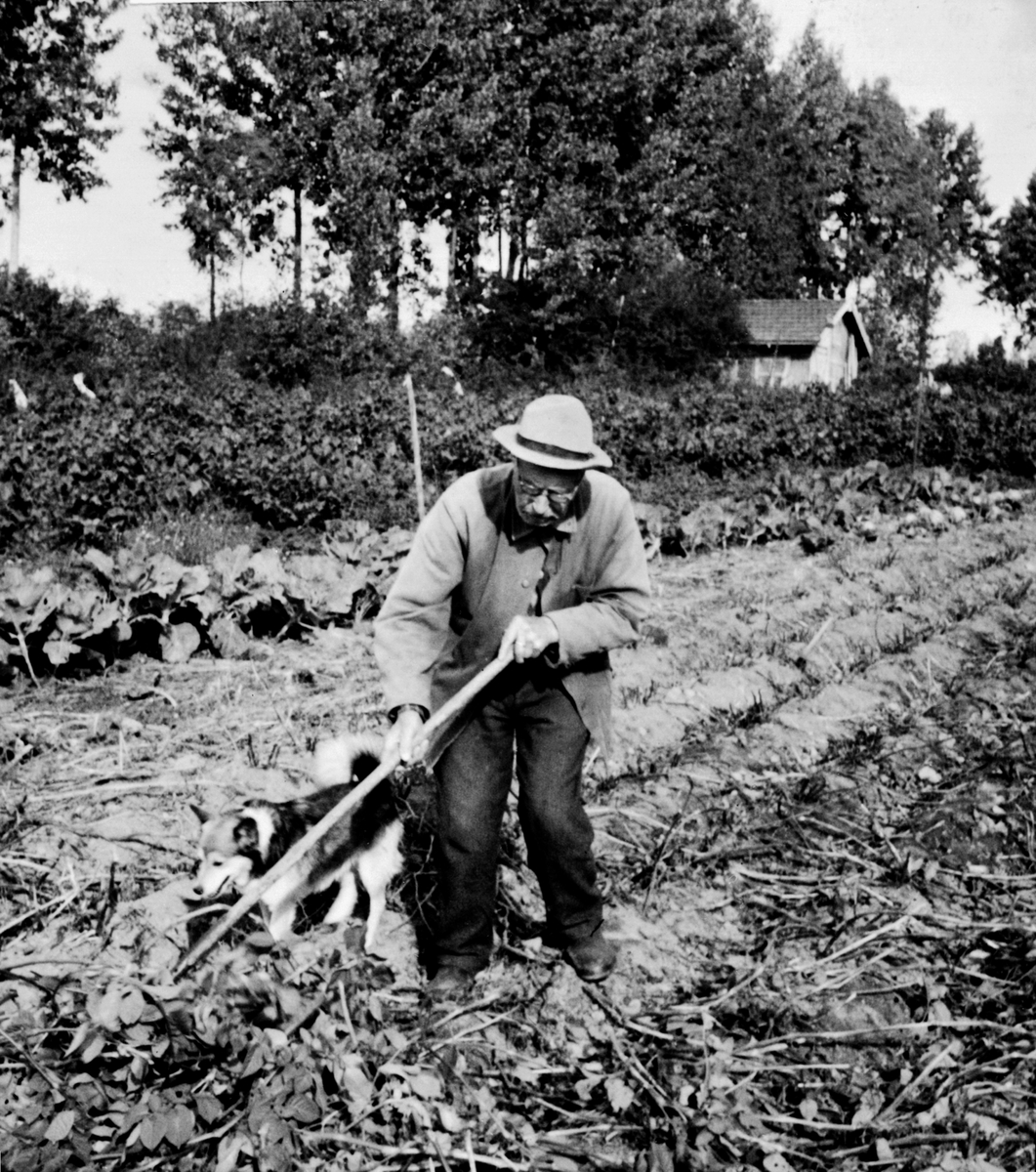 Anno Domkirkeodden, Petter Andersen Lysrud rensker i potetåkeren i en alder av ca. 90 år. På Dæhli nordre, Stavsjø.