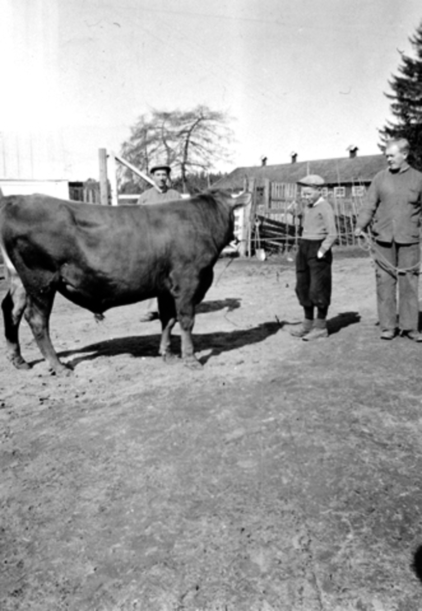 Anno Domkirkeodden, Oksen August, Bernt Andersen, Johs Gustavsen, Ole Johan Kise (1926-2003) på Kise nordre, Nes, Hedmark.