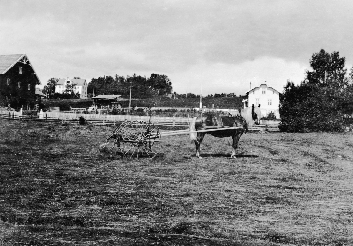 Anno Domkirkeodden, Gardsbruk Lie nedre, Nes, Hedmark. Låve, hovedbygning og veslebygningen. Hest med sleperive i forgrunnen.