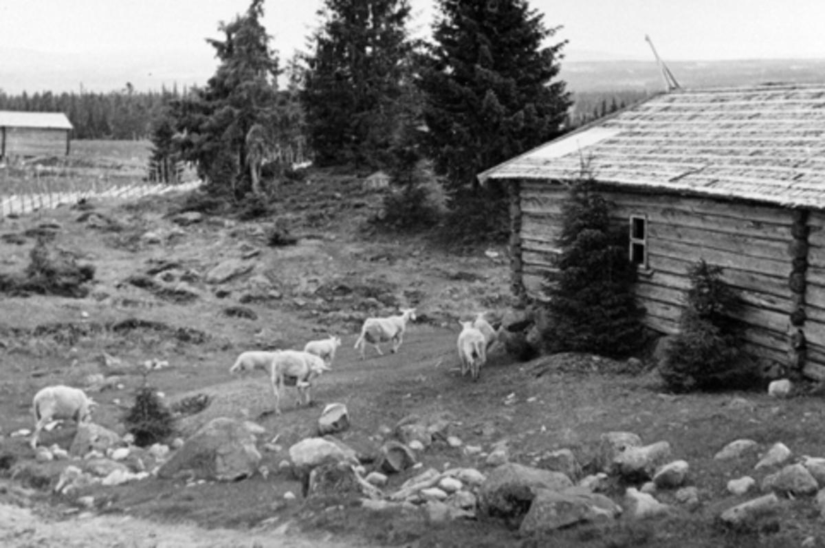 Anno Domkirkeodden, Sau på beite. Bjønnåssetra, Ringsakerfjellet.