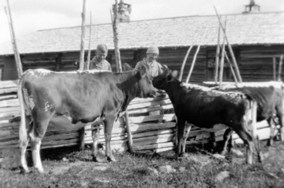 Anno Domkirkeodden, Brumunddalsetra, Ringsaker. Kuer. Kristine Langmyhr og Ove Skaug. Skigard,