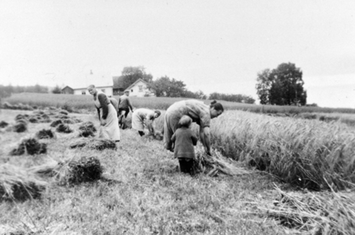Anno Domkirkeodden, Binder korn for hånd i skuronna på Bakkom, Nes, Hedmark. Nils Sørbo (1888-1970) kjører slåmaskin. Til venstre er hans mor Sigrid (1862-1938), trolig ei av søstrene til Nils, Ingrid Olga Kristine(1900-1965), gift med Nils, og dattera Sigrid f.1927. I bakgrunnen er Vinila, Bakken, Bakkom.
