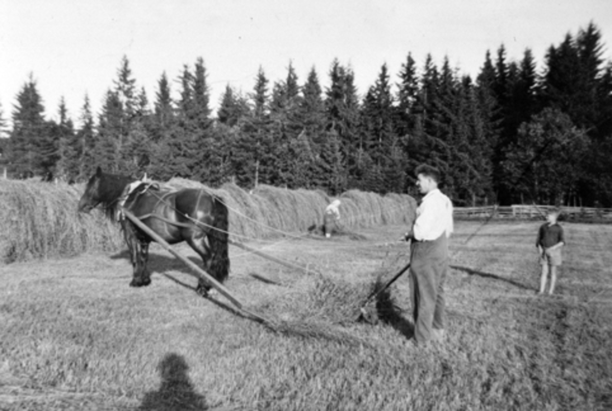 Anno Domkirkeodden, Slåtton på Sundmyhr, Furnes, Hedmark. Hest med sleperive. Folk hesjer høy.