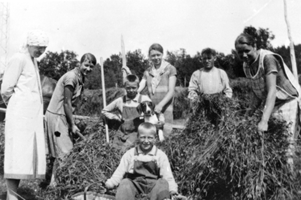 Anno Domkirkeodden, Slåttonn på Mørkved lille, Furnes, Ringsaker. Voksne og barn hesjer høy. Fra venstre er Agnethe Faråsen, Ester Jovall Nybakken, Astrid Holager, Jørgen Eriksen, Helga Jovall Rindal. Foran er Gunnar Jovall. Bak er Sigurd Jovall.