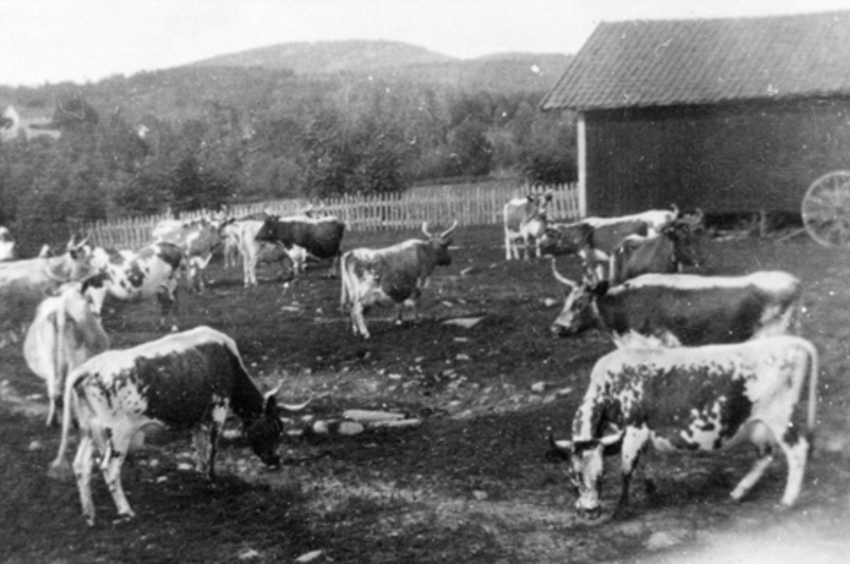 Anno Domkirkeodden, Buskapen, telemarkskuer på Mørkved lille, Furnes, Ringsaker.