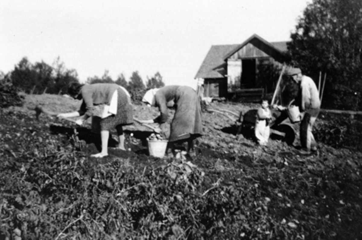 Anno Domkirkeodden, Potetonn på Vesteng, Furnes, Ringsaker. Fire plukker poteter. Karen Stensrud, Syverine Vesteng, Solveig Stensrud, Hans Vesteng.