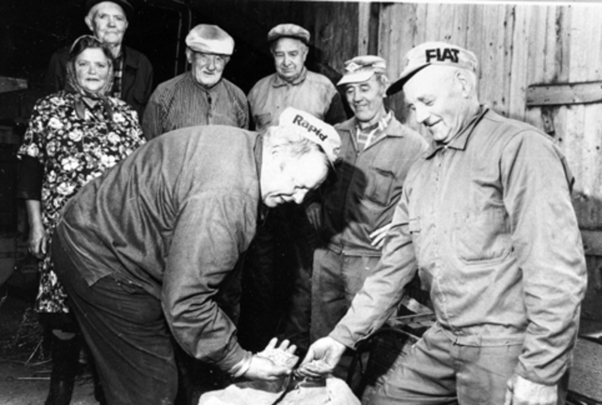 Anno Domkirkeodden, Kornkvaliteten sjekkes. Foran fra venstre er Alf Agatonsen, Jørgen Finstad, bak er Signe Finstad, Gudbran Hagen, Johannes Enger, Nygård, Einar Storsveen. Storsvebakken, Furnes, Ringsaker.
