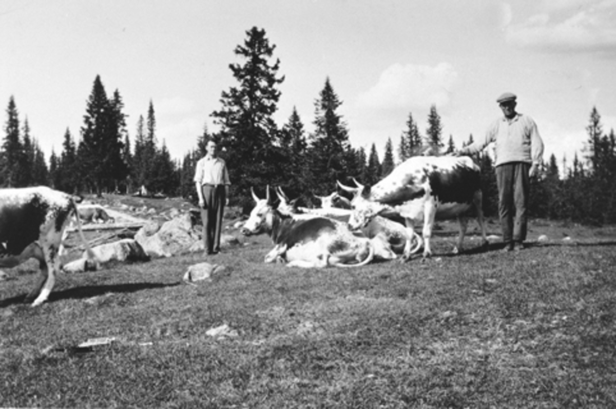 Anno Domkirkeodden, 2 menn med telemarksku på Olshølen seter, Ringsaker. Til høyre er sveiser Per Solhøy.