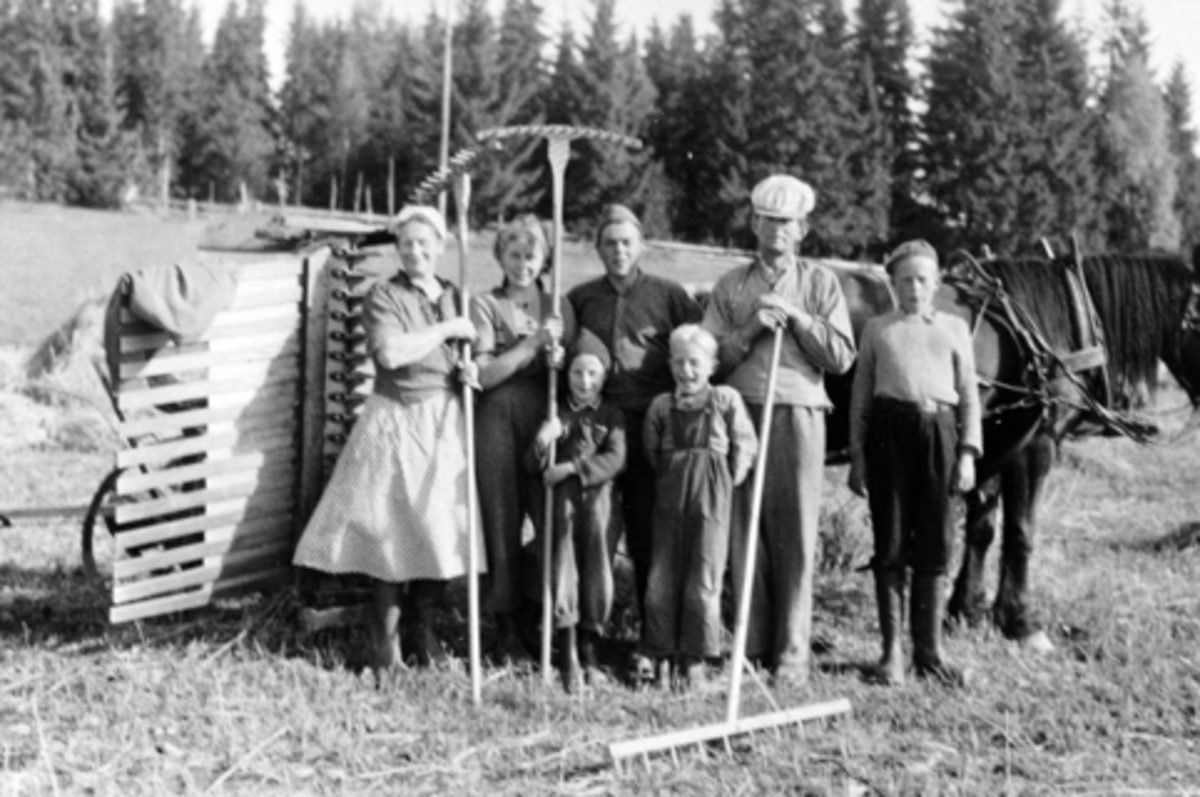 Anno Domkirkeodden, Slåttonn i Bjørklien, Furnes, Ringsaker. Med river foran hest er fra venstre ukjent, Solveig Aaseth, Arne Vestvang, Martin Kampenhøy, Sverre Kampenhøy, Grete Aaseth, Hans Aaseth.
