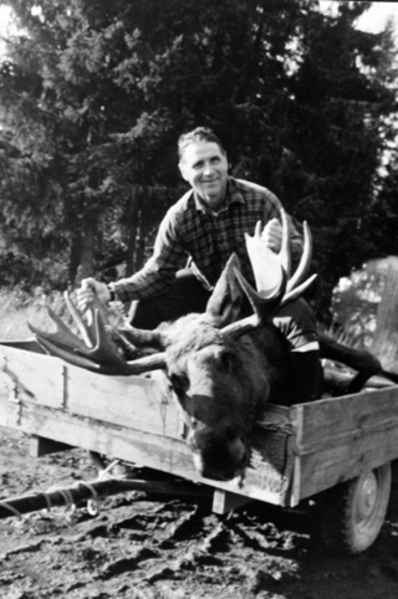 Anno Domkirkeodden, Elgjakt, jeger Kjell Jevne med stor elgokse på henger. Furnes Almenning.