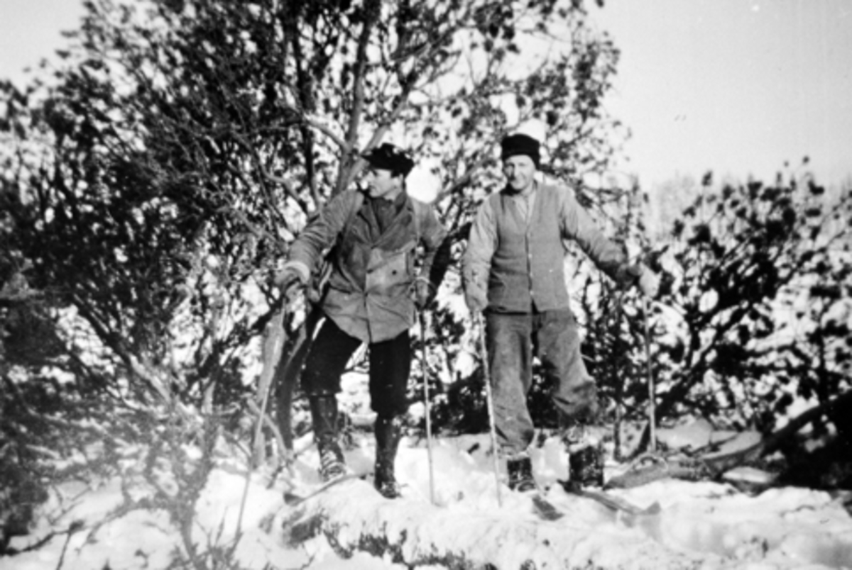 Anno Domkirkeodden, 2 menn på ski ved veltet furu, Lortrastsvingen, Furnes Almenning, Henry Jevne og Kristian Langdalen.