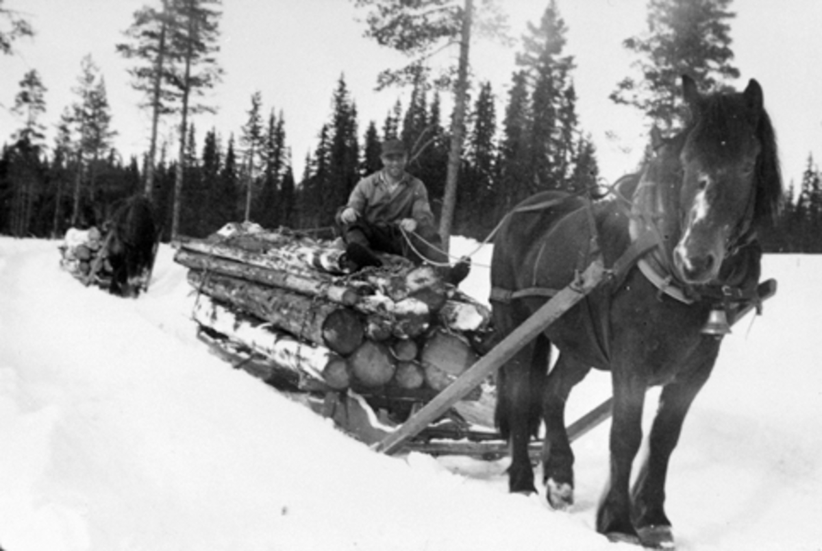 Anno Domkirkeodden, Tømmerlunning i Gautsetermarka, Furnes Almenning. To hester med lass. Kjørekarer er Karl Hangenholen og Johs. Hovde,
