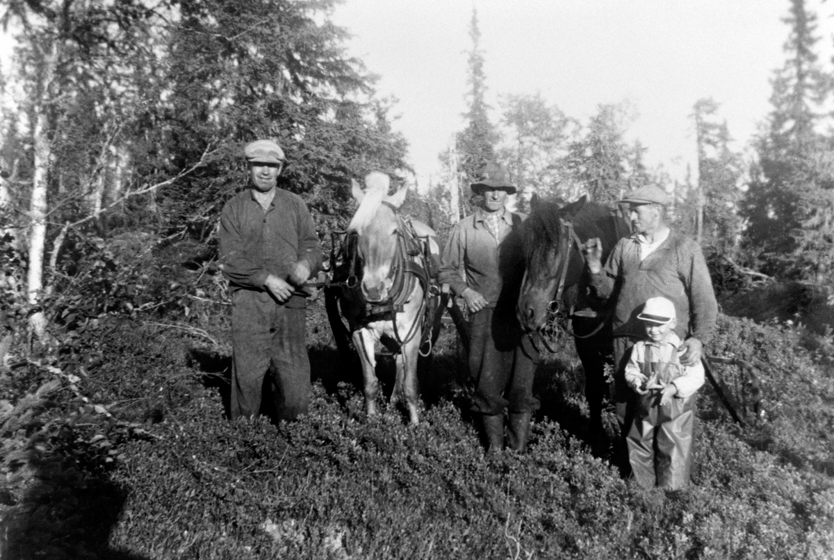 Anno Domkirkeodden, Tømmerkjøring med to hester. Tre menn. Gutten foran er Mikkel Erik Hangenholen. Furnes Almenning.