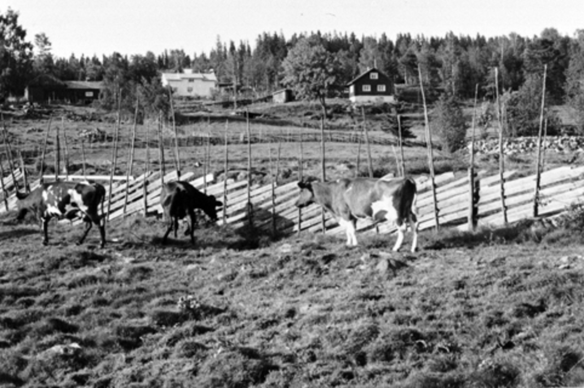 Anno Domkirkeodden, Eksteriør, husmannsplassene Bakken midtre og Nerbakken under Mælum, Brøttum, Ringsaker. Kuer på beite i forgrunnen.